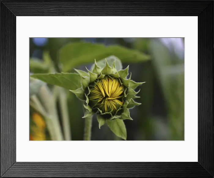 Framed Print : Bud of a sunflower -Helianthus annuus-, emerging Framed Print : Bud of a sunflower -Helianthus annuus-, emerging