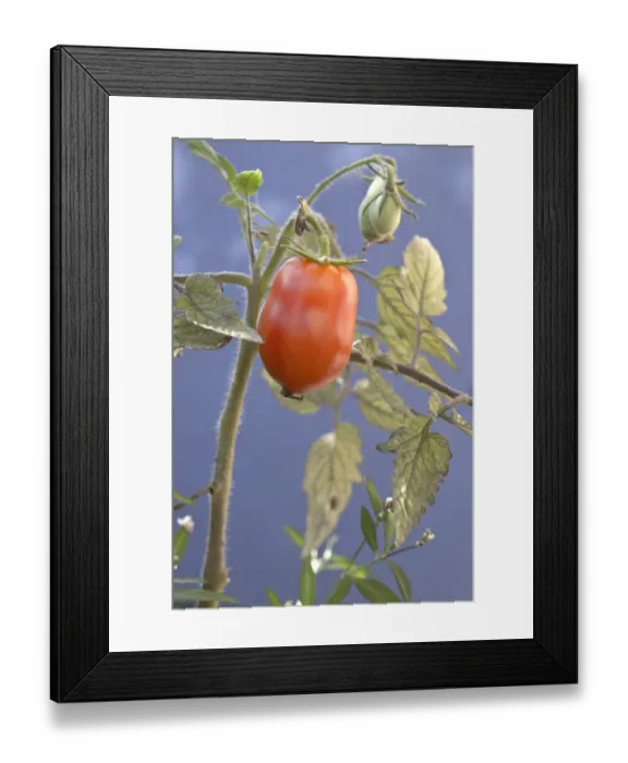 Framed Print : Plum tomato, tomato -Solanum lycopersicum- Framed Print : Plum tomato, tomato -Solanum lycopersicum-