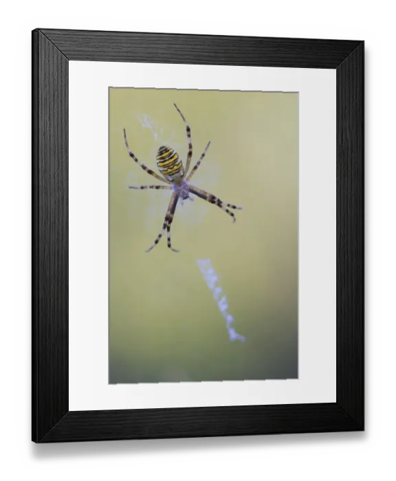 Framed Print : Wasp Spider -Argiope bruennichi-, female sitting on its web, Germany Framed Print : Wasp Spider -Argiope bruennichi-, female sitting on its web, Germany