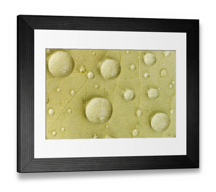Framed Print : Dew drops on a beech leaf, Waldhauser, Bavaria, Germany
