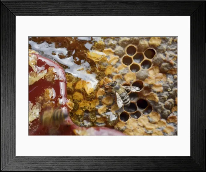 Framed Print : Honey bee -Apis mellifera- nibbling on the open honey comb with leaking honey, after the wax lid was removed with the wax comb Framed Print : Honey bee -Apis mellifera- nibbling on the open honey comb with leaking honey, after the wax lid was removed with the wax comb