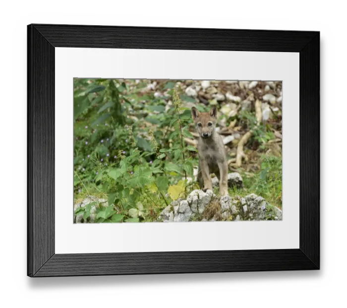 Framed Print : Young European Wolf -Canis lupus lupus-, standing on a rock, Jura, Switzerland, Europe Framed Print : Young European Wolf -Canis lupus lupus-, standing on a rock, Jura, Switzerland, Europe
