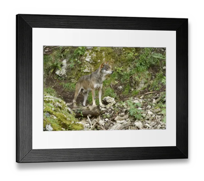 Framed Print : Eurasian Wolf -Canis lupus lupus-, Jura, Switzerland, Europe Framed Print : Eurasian Wolf -Canis lupus lupus-, Jura, Switzerland, Europe
