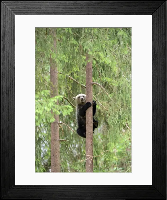 Framed Print : Young European Brown Bear -Ursus arctos arctos-, climbing a pine tree, Jura, Switzerland, Europe Framed Print : Young European Brown Bear -Ursus arctos arctos-, climbing a pine tree, Jura, Switzerland, Europe