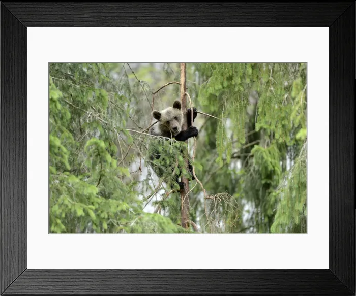 Framed Print : Young European Brown Bear -Ursus arctos arctos-, climbing a pine tree, Jura, Switzerland, Europe Framed Print : Young European Brown Bear -Ursus arctos arctos-, climbing a pine tree, Jura, Switzerland, Europe