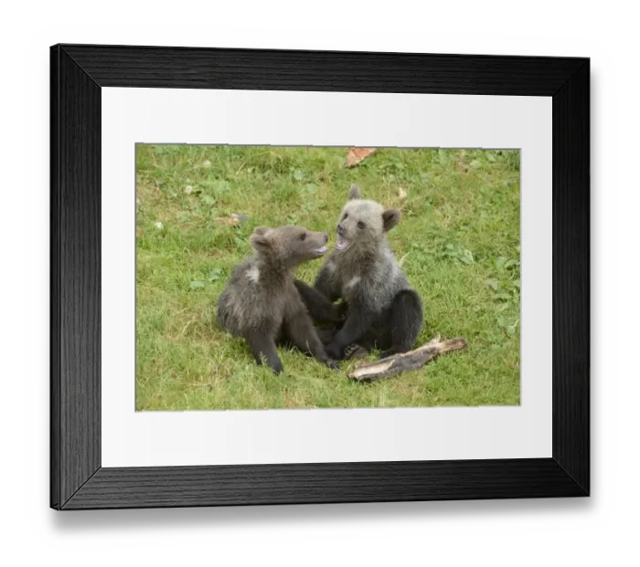 Framed Print : Young European Brown Bears -Ursus arctos arctos- playing, Jura, Switzerland, Europe Framed Print : Young European Brown Bears -Ursus arctos arctos- playing, Jura, Switzerland, Europe
