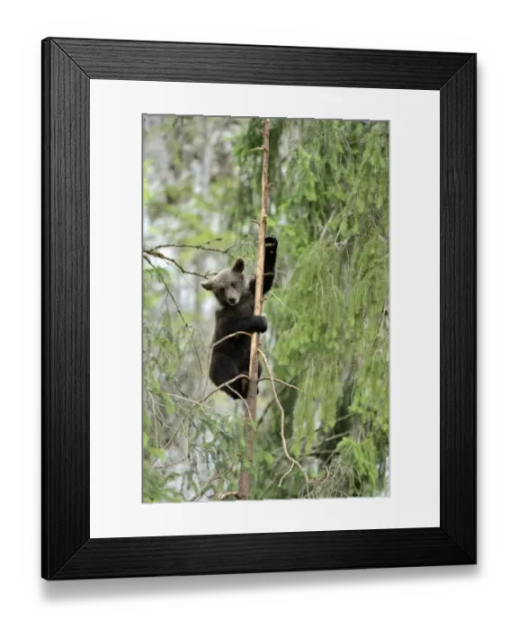 Framed Print : Young European Brown Bear -Ursus arctos arctos-, climbing a pine tree, Jura, Switzerland, Europe Framed Print : Young European Brown Bear -Ursus arctos arctos-, climbing a pine tree, Jura, Switzerland, Europe
