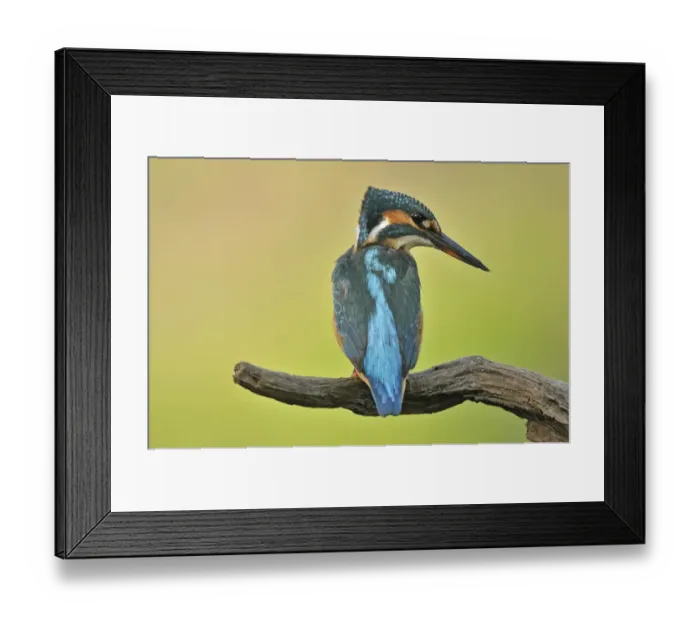 Framed Print : Common Kingfisher -Alcedo atthis-, Middle Elbe Biosphere Reserve near Dessau, Saxony-Anhalt, Germany, Europe Framed Print : Common Kingfisher -Alcedo atthis-, Middle Elbe Biosphere Reserve near Dessau, Saxony-Anhalt, Germany, Europe