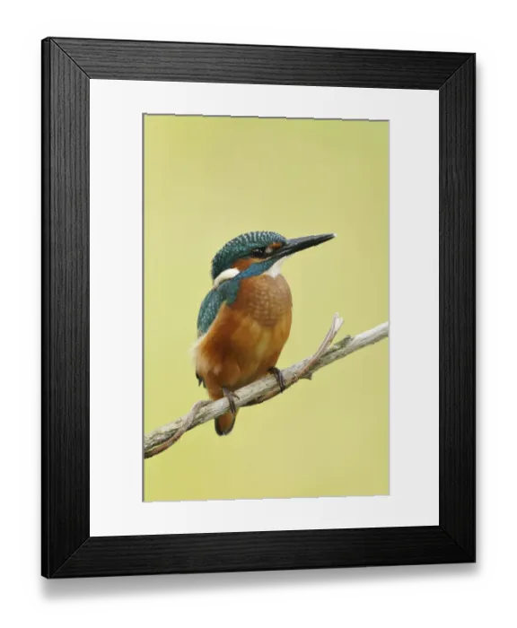 Framed Print : Common Kingfisher -Alcedo atthis-, Middle Elbe Biosphere Reserve near Dessau, Saxony-Anhalt, Germany, Europe