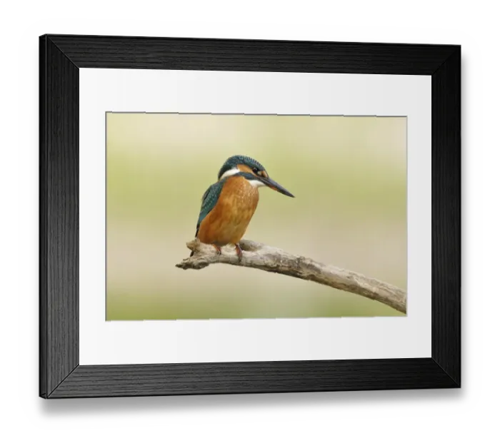 Framed Print : Common Kingfisher -Alcedo atthis-, Middle Elbe Biosphere Reserve near Dessau, Saxony-Anhalt, Germany, Europe