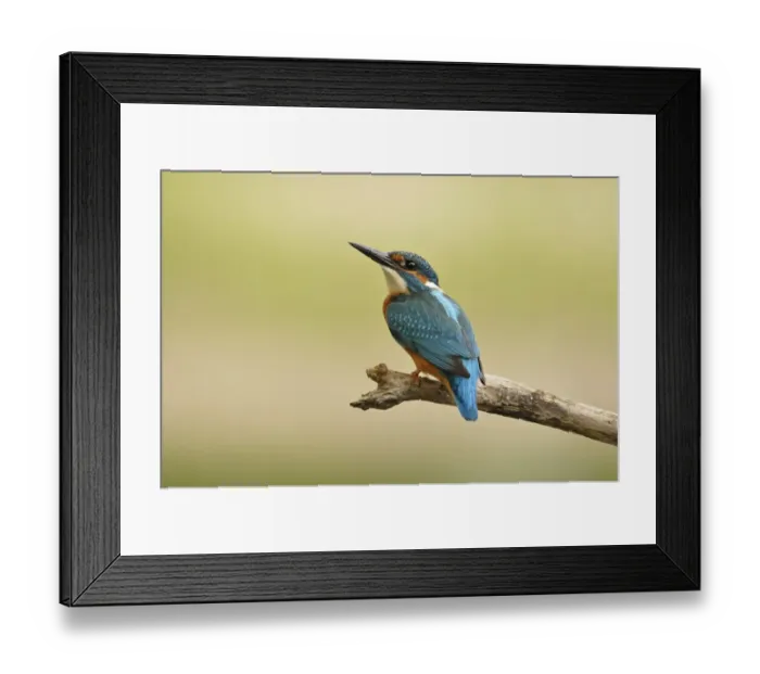 Framed Print : Common Kingfisher -Alcedo atthis-, Middle Elbe Biosphere Reserve near Dessau, Saxony-Anhalt, Germany, Europe Framed Print : Common Kingfisher -Alcedo atthis-, Middle Elbe Biosphere Reserve near Dessau, Saxony-Anhalt, Germany, Europe