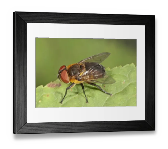 Framed Print : Parasite Fly -Elomya lateralis-, Untergroeningen, Baden-Wuerttemberg, Germany, Europe Framed Print : Parasite Fly -Elomya lateralis-, Untergroeningen, Baden-Wuerttemberg, Germany, Europe