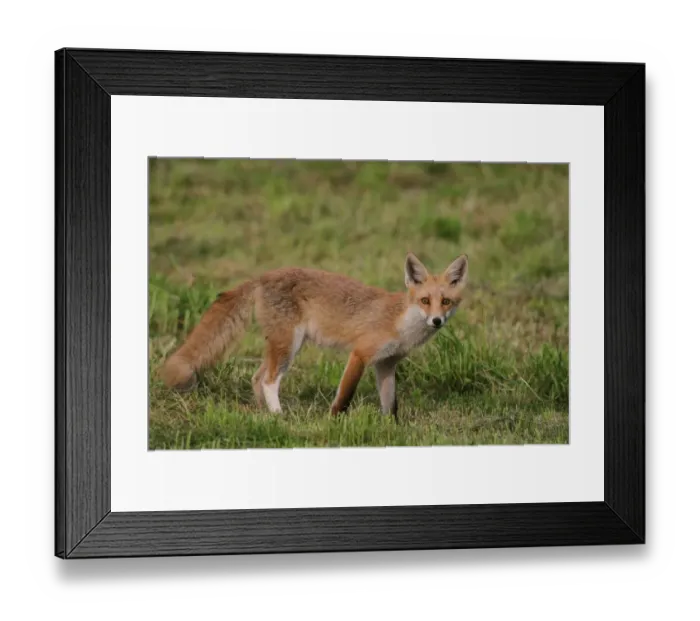 Framed Print : Young red fox -Vulpes vulpes- with a white hind leg standing on a mowed lawn, Allgaeu, Bavaria, Germany, Europe Framed Print : Young red fox -Vulpes vulpes- with a white hind leg standing on a mowed lawn, Allgaeu, Bavaria, Germany, Europe
