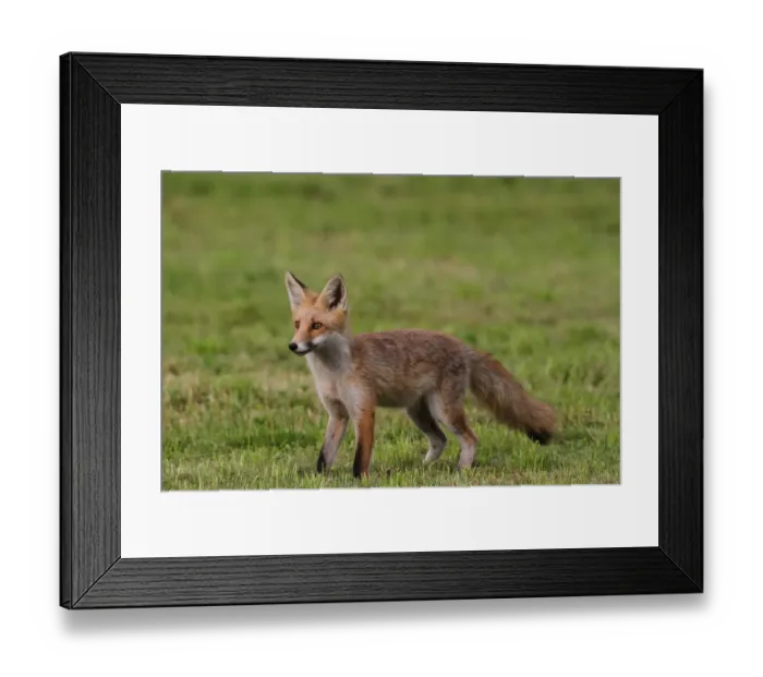 Framed Print : Young red fox -Vulpes vulpes- standing on a mowed lawn, Allgaeu, Bavaria, Germany, Europe Framed Print : Young red fox -Vulpes vulpes- standing on a mowed lawn, Allgaeu, Bavaria, Germany, Europe