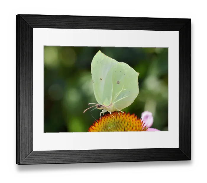 Framed Print : Common Brimstone -Gonepteryx rhamni- on flower of purple coneflower -Echinacea purpurea- Framed Print : Common Brimstone -Gonepteryx rhamni- on flower of purple coneflower -Echinacea purpurea-
