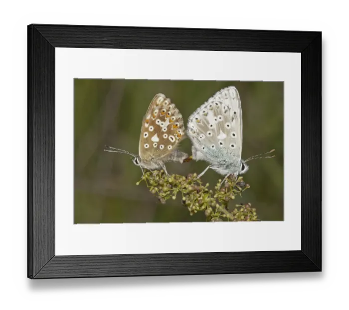 Framed Print : Chalkhill Blue butterflies -Lysandra coridon-, copula, left female, right male, Neresheim, Baden-Wuerttemberg, Germany, Europe