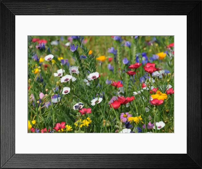 Framed Print : Colorful flower meadow in summer Framed Print : Colorful flower meadow in summer