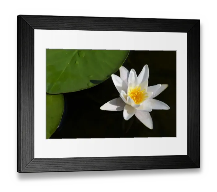 Framed Print : Water Lily -Nymphaea alba-, Schwenzin bay in Lake Koelpinsee, Mecklenburg Lake District, Nossentiner / Schwinzer Heath Nature Park, Mecklenburg-Western Pomerania, Germany, Europe Framed Print : Water Lily -Nymphaea alba-, Schwenzin bay in Lake Koelpinsee, Mecklenburg Lake District, Nossentiner / Schwinzer Heath Nature Park, Mecklenburg-Western Pomerania, Germany, Europe