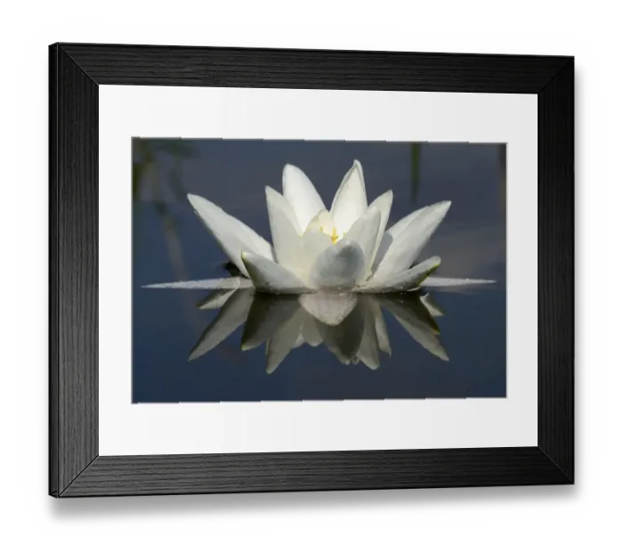 Framed Print : Water Lily -Nymphaea alba- with reflection, Schwenzin bay in Lake Koelpinsee, Mecklenburg Lake District, Nossentiner / Schwinzer Heath Nature Park, Mecklenburg-Western Pomerania, Germany, Europe Framed Print : Water Lily -Nymphaea alba- with reflection, Schwenzin bay in Lake Koelpinsee, Mecklenburg Lake District, Nossentiner / Schwinzer Heath Nature Park, Mecklenburg-Western Pomerania, Germany, Europe