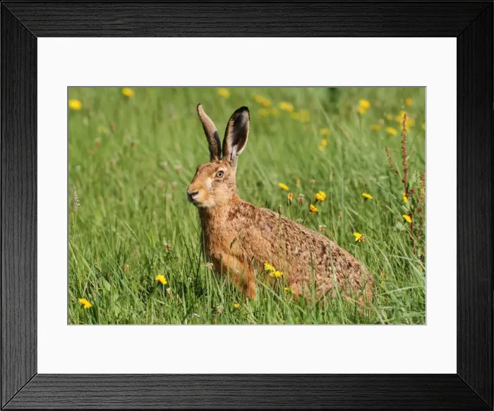 Framed Print : Hare -Lepus europaeus- on a summer meadow, Allgaeu, Bavaria, Germany, Europe Framed Print : Hare -Lepus europaeus- on a summer meadow, Allgaeu, Bavaria, Germany, Europe