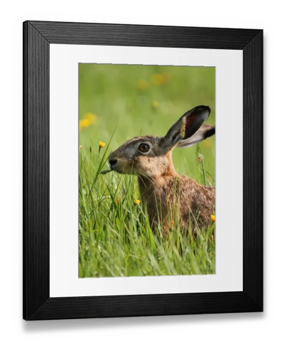 Framed Print : Hare -Lepus europaeus- on a summer meadow, Allgaeu, Bavaria, Germany, Europe