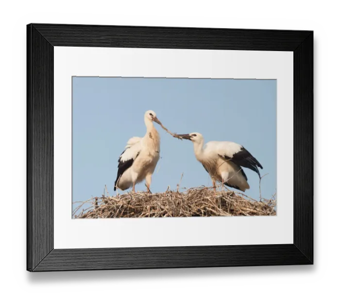 Framed Print : Two young White Storks -Ciconia ciconia- fighting over a feather in a nest, North Hesse, Hesse, Germany Framed Print : Two young White Storks -Ciconia ciconia- fighting over a feather in a nest, North Hesse, Hesse, Germany