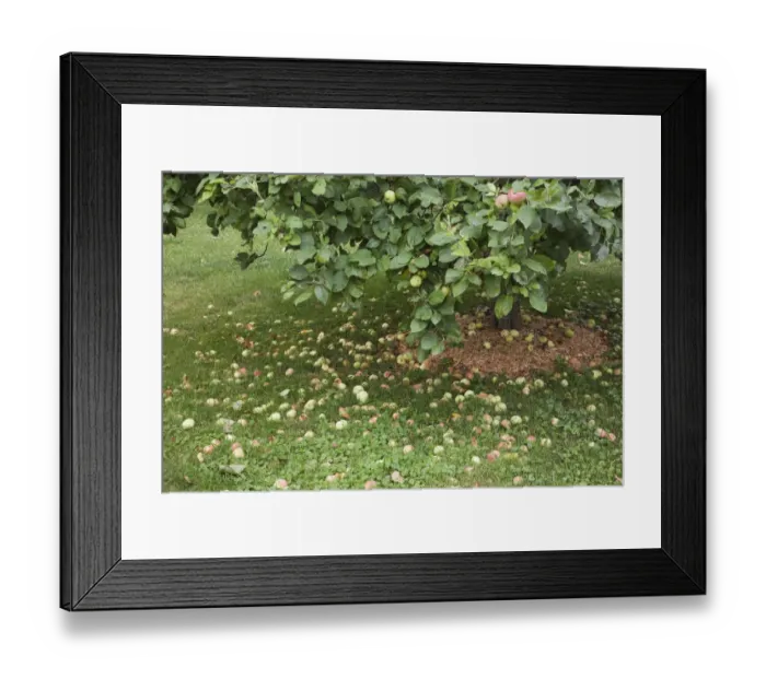 Framed Print : Fallen apples under an apple tree -Malus domestica- in summer, Laval, Quebec Province, Canada