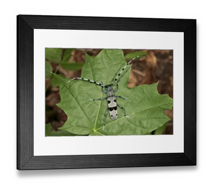 Framed Print : Rosalia Longicorn -Rosalia alpina-, male, Huelben, Baden-Wuerttemberg, Germany, Europe Framed Print : Rosalia Longicorn -Rosalia alpina-, male, Huelben, Baden-Wuerttemberg, Germany, Europe