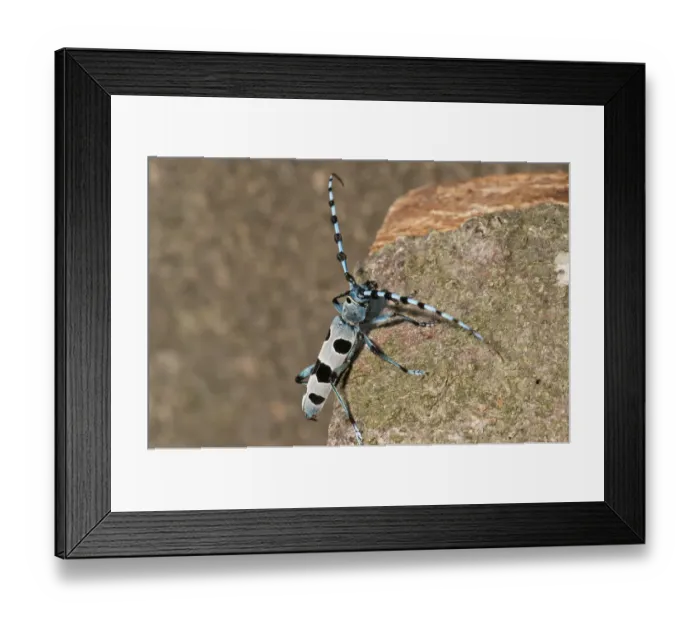 Framed Print : Rosalia Longicorn -Rosalia alpina-, male, Huelben, Baden-Wuerttemberg, Germany, Europe Framed Print : Rosalia Longicorn -Rosalia alpina-, male, Huelben, Baden-Wuerttemberg, Germany, Europe