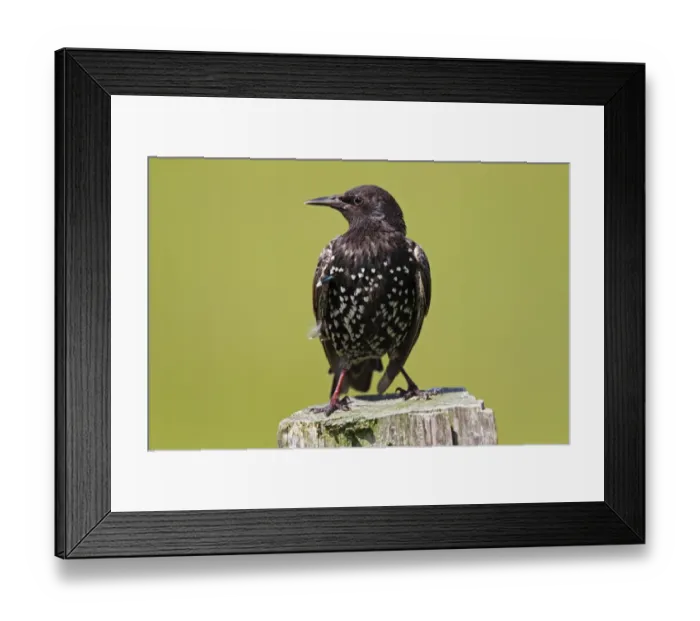 Framed Print : European starling -Sturnus vulgaris-, perched on a fence post, Meldorfer Speicherkoog, Schleswig-Holstein, Germany, Europe Framed Print : European starling -Sturnus vulgaris-, perched on a fence post, Meldorfer Speicherkoog, Schleswig-Holstein, Germany, Europe