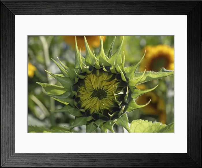 Framed Print : Blossom, not yet open, sunflower -Helianthus annuus- Framed Print : Blossom, not yet open, sunflower -Helianthus annuus-