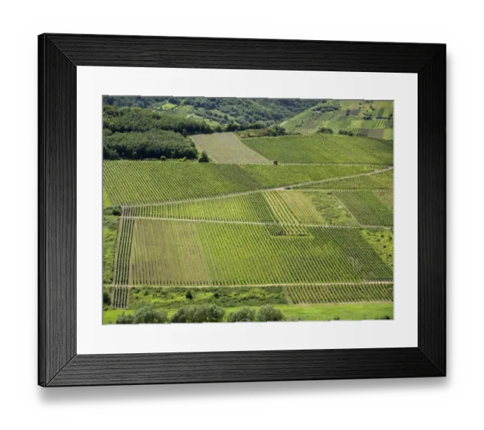 Framed Print : View of vineyards on a loop of the Moselle river as seen from the Calmont fixed rope route, near Bremm, Rhineland-Palatinate, Germany, Europe Framed Print : View of vineyards on a loop of the Moselle river as seen from the Calmont fixed rope route, near Bremm, Rhineland-Palatinate, Germany, Europe