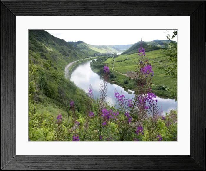 Framed Print : View of a loop of the Moselle river and Kloster Stuben abbey as seen from the Calmont fixed rope route, near Bremm, Rhineland-Palatinate, Germany, Europe Framed Print : View of a loop of the Moselle river and Kloster Stuben abbey as seen from the Calmont fixed rope route, near Bremm, Rhineland-Palatinate, Germany, Europe