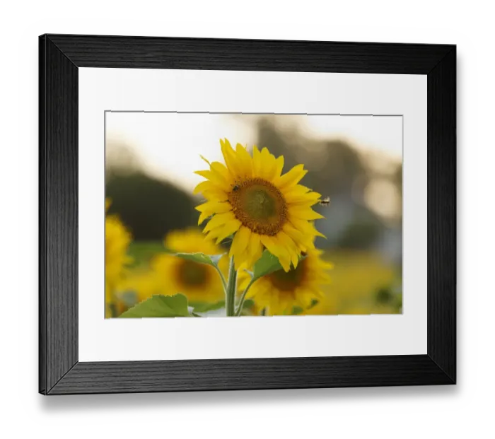 Framed Print : Sunflower -Helianthus annuus-, Muehlviertel region, Upper Austria, Austria, Europe Framed Print : Sunflower -Helianthus annuus-, Muehlviertel region, Upper Austria, Austria, Europe