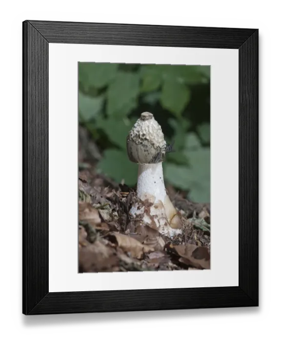Framed Print : Common Stinkhorn -Phallus impudicus-, Untergroeningen, Baden-Wuerttemberg, Germany, Europe Framed Print : Common Stinkhorn -Phallus impudicus-, Untergroeningen, Baden-Wuerttemberg, Germany, Europe