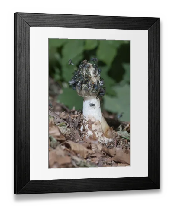 Framed Print : Common Stinkhorn -Phallus impudicus-, Untergroeningen, Baden-Wuerttemberg, Germany, Europe Framed Print : Common Stinkhorn -Phallus impudicus-, Untergroeningen, Baden-Wuerttemberg, Germany, Europe