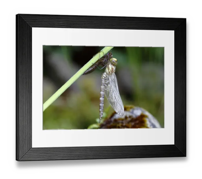 Framed Print : Southern Hawker or Blue Darner -Aeshna cyanea-, dragonfly freshly emerged attached to larva skin, Neunkirchen in Siegerland, North Rhine-Westphalia, Germany, Europe Framed Print : Southern Hawker or Blue Darner -Aeshna cyanea-, dragonfly freshly emerged attached to larva skin, Neunkirchen in Siegerland, North Rhine-Westphalia, Germany, Europe
