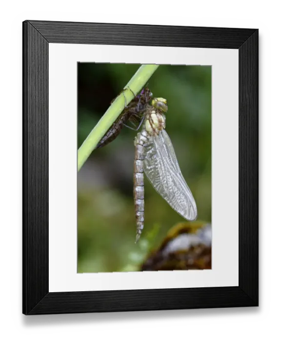Framed Print : Southern Hawker or Blue Darner -Aeshna cyanea-, dragonfly freshly emerged attached to larva skin, Neunkirchen in Siegerland, North Rhine-Westphalia, Germany, Europe Framed Print : Southern Hawker or Blue Darner -Aeshna cyanea-, dragonfly freshly emerged attached to larva skin, Neunkirchen in Siegerland, North Rhine-Westphalia, Germany, Europe