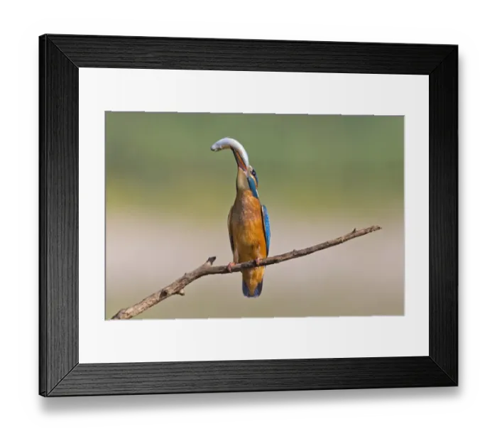 Framed Print : Kingfisher -Alcedo atthis-, young bird with a caught fish, Middle Elbe, Saxony-Anhalt, Germany Framed Print : Kingfisher -Alcedo atthis-, young bird with a caught fish, Middle Elbe, Saxony-Anhalt, Germany