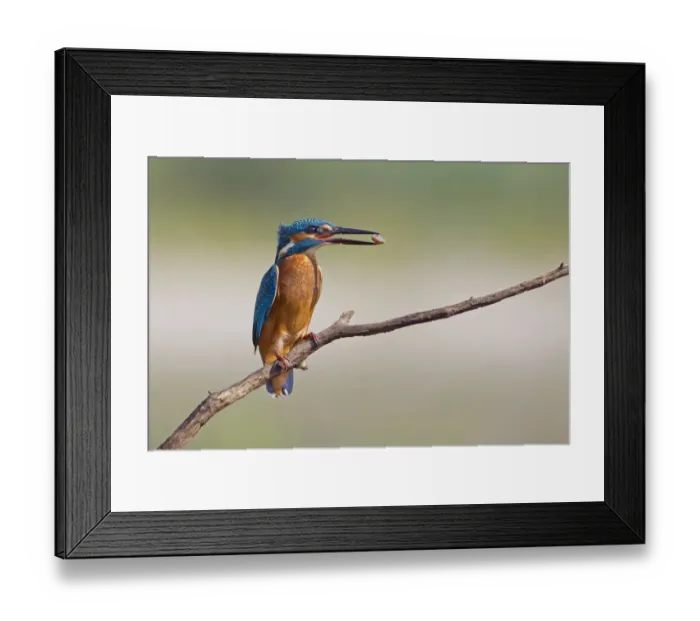 Framed Print : Kingfisher -Alcedo atthis-, young bird with a stone in its beak, Middle Elbe, Saxony-Anhalt, Germany Framed Print : Kingfisher -Alcedo atthis-, young bird with a stone in its beak, Middle Elbe, Saxony-Anhalt, Germany