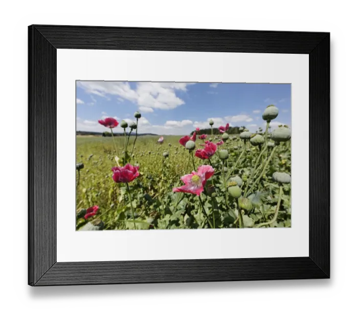 Framed Print : Poppy field -Papaver somniferum-, municipality of Schenkenfelden, Muehlviertel region, Upper Austria, Austria, Europe
