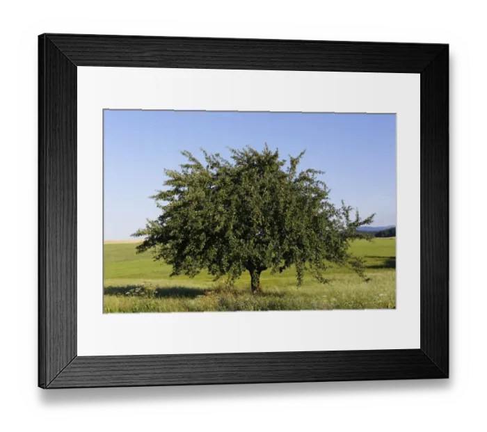 Framed Print : Apple tree, Aigen, Muehlviertel region, Upper Austria, Austria, Europe Framed Print : Apple tree, Aigen, Muehlviertel region, Upper Austria, Austria, Europe