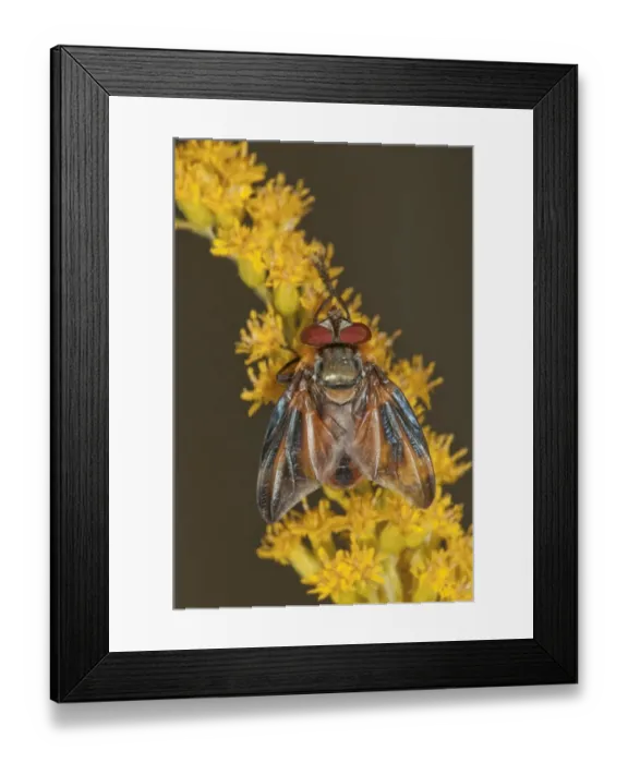 Framed Print : Tachinid Fly -Phasia Hemiptera- on Canadian Goldenrod -Solidago canadensis-, Untergroeningen, Baden-Wuerttemberg, Germany, Europe