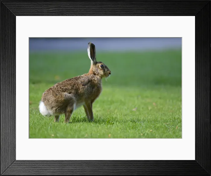 Framed Print : Hare -Lepus europaeus-, Stuttgart, Baden-Wuerttemberg, Germany, Europe Framed Print : Hare -Lepus europaeus-, Stuttgart, Baden-Wuerttemberg, Germany, Europe