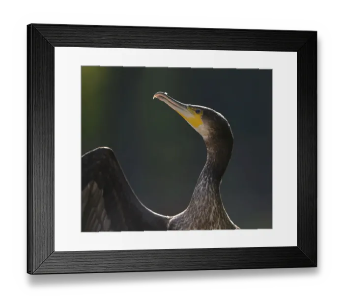Framed Print : Great Cormorant or Great Black Cormorant -Phalacrocorax carbo-, Stuttgart, Baden-Wuerttemberg, Germany, Europe Framed Print : Great Cormorant or Great Black Cormorant -Phalacrocorax carbo-, Stuttgart, Baden-Wuerttemberg, Germany, Europe