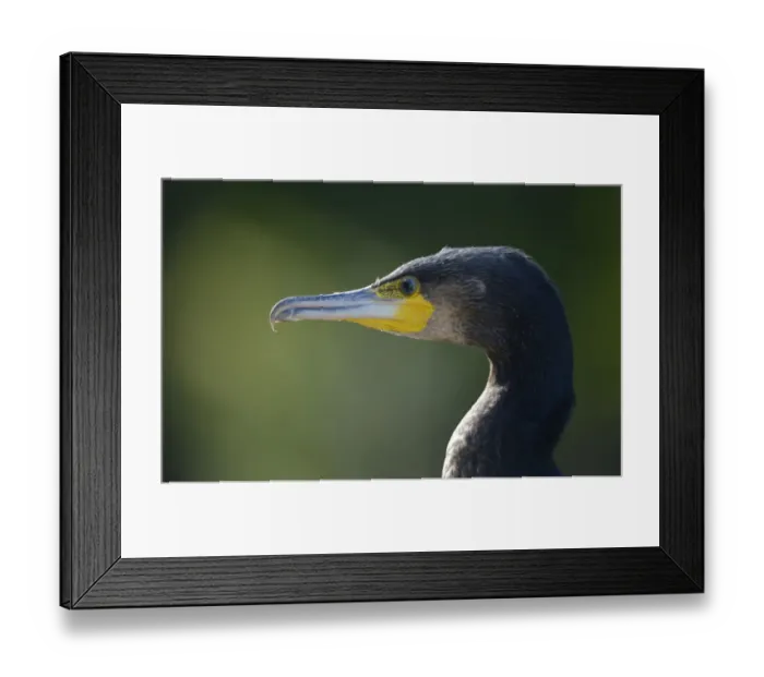 Framed Print : Great Cormorant or Great Black Cormorant -Phalacrocorax carbo-, Stuttgart, Baden-Wuerttemberg, Germany, Europe Framed Print : Great Cormorant or Great Black Cormorant -Phalacrocorax carbo-, Stuttgart, Baden-Wuerttemberg, Germany, Europe