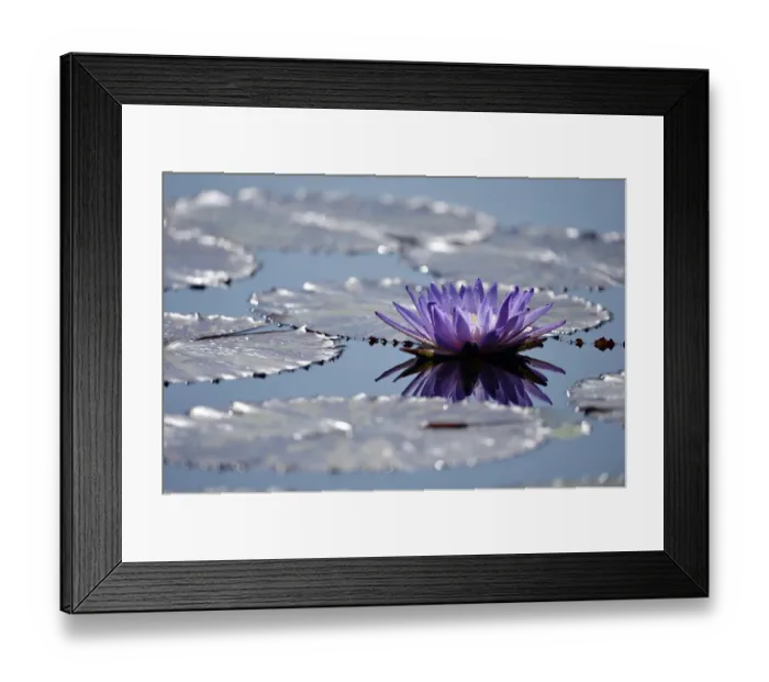 Framed Print : Blue water lily or Australian water lily -Nymphaea gigantea- next to giant water lilies -Victoria cruziana, syn V. trickeri-
