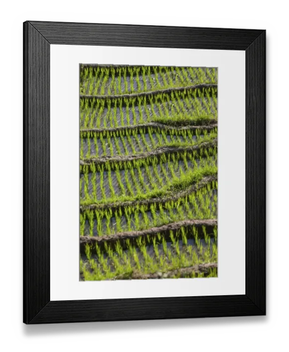 Framed Print : Rice fields, Tirtagangga, bei Abang, Bali, Indonesia Framed Print : Rice fields, Tirtagangga, bei Abang, Bali, Indonesia