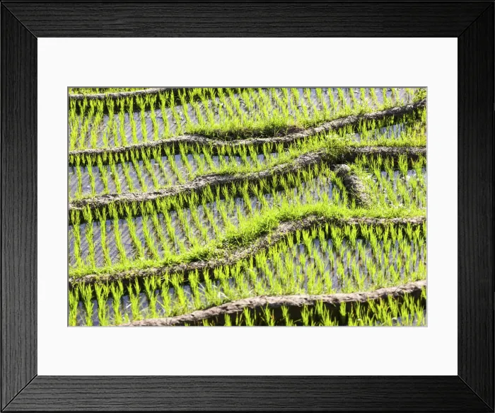 Framed Print : Rice field, detail, Tirtagangga, bei Abang, Bali, Indonesia Framed Print : Rice field, detail, Tirtagangga, bei Abang, Bali, Indonesia