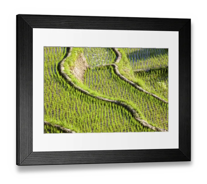 Framed Print : Rice fields, Tirtagangga, bei Abang, Bali, Indonesia Framed Print : Rice fields, Tirtagangga, bei Abang, Bali, Indonesia